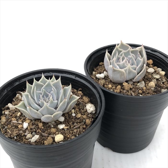 Amazon｜多肉植物 hmエケベリア 白雪日和 多肉植物 エケベリア 6cm
